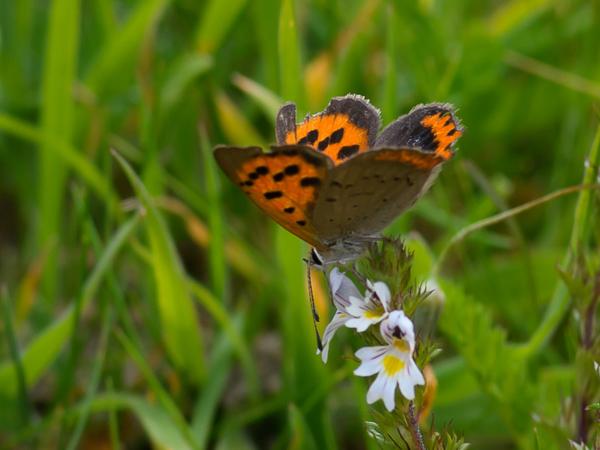 Kleine vuurvlinder (Lycaena phlaeas)